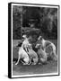 A Group of Seagift Whippets around a Fountain. Owned by Whitwell-null-Framed Stretched Canvas
