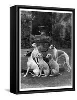 A Group of Seagift Whippets around a Fountain. Owned by Whitwell-null-Framed Stretched Canvas