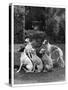 A Group of Seagift Whippets around a Fountain. Owned by Whitwell-null-Stretched Canvas