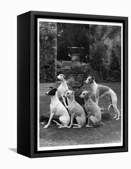 A Group of Seagift Whippets around a Fountain. Owned by Whitwell-null-Framed Stretched Canvas