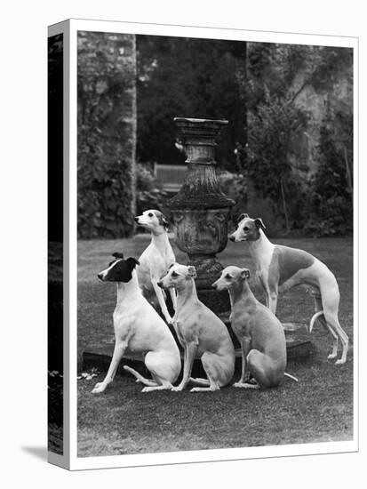 A Group of Seagift Whippets around a Fountain. Owned by Whitwell-null-Stretched Canvas