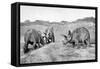 A Group of Triceratops, 20th Century-null-Framed Stretched Canvas