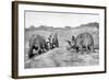 A Group of Triceratops, 20th Century-null-Framed Giclee Print