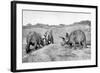 A Group of Triceratops, 20th Century-null-Framed Giclee Print