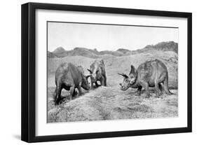 A Group of Triceratops, 20th Century-null-Framed Giclee Print