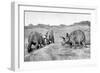 A Group of Triceratops, 20th Century-null-Framed Giclee Print