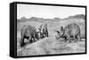 A Group of Triceratops, 20th Century-null-Framed Stretched Canvas