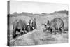 A Group of Triceratops, 20th Century-null-Stretched Canvas