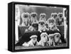 A Group of Twelve Braeduke Tibetan Spaniels Sit for a Group Photograph. Owned by Wynyard-null-Framed Stretched Canvas