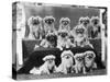 A Group of Twelve Braeduke Tibetan Spaniels Sit for a Group Photograph. Owned by Wynyard-null-Stretched Canvas