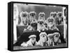 A Group of Twelve Braeduke Tibetan Spaniels Sit for a Group Photograph. Owned by Wynyard-null-Framed Stretched Canvas