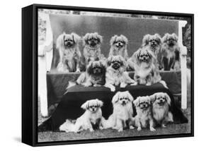 A Group of Twelve Braeduke Tibetan Spaniels Sit for a Group Photograph. Owned by Wynyard-null-Framed Stretched Canvas