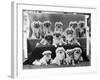 A Group of Twelve Braeduke Tibetan Spaniels Sit for a Group Photograph. Owned by Wynyard-null-Framed Photographic Print