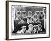 A Group of Twelve Braeduke Tibetan Spaniels Sit for a Group Photograph. Owned by Wynyard-null-Framed Photographic Print