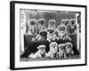 A Group of Twelve Braeduke Tibetan Spaniels Sit for a Group Photograph. Owned by Wynyard-null-Framed Photographic Print