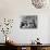 A Group of Twelve Braeduke Tibetan Spaniels Sit for a Group Photograph. Owned by Wynyard-null-Mounted Photographic Print displayed on a wall