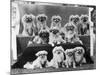 A Group of Twelve Braeduke Tibetan Spaniels Sit for a Group Photograph. Owned by Wynyard-null-Mounted Photographic Print