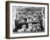 A Group of Twelve Braeduke Tibetan Spaniels Sit for a Group Photograph. Owned by Wynyard-null-Framed Photographic Print