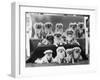 A Group of Twelve Braeduke Tibetan Spaniels Sit for a Group Photograph. Owned by Wynyard-null-Framed Photographic Print