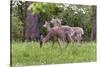 A Group Of White Tailed Deer Grazing-George Oze-Stretched Canvas