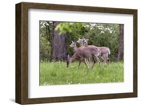 A Group Of White Tailed Deer Grazing-George Oze-Framed Photographic Print