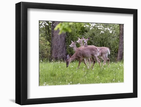 A Group Of White Tailed Deer Grazing-George Oze-Framed Photographic Print