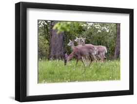 A Group Of White Tailed Deer Grazing-George Oze-Framed Photographic Print