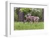 A Group Of White Tailed Deer Grazing-George Oze-Framed Photographic Print