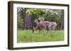 A Group Of White Tailed Deer Grazing-George Oze-Framed Photographic Print