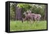 A Group Of White Tailed Deer Grazing-George Oze-Framed Stretched Canvas
