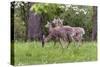 A Group Of White Tailed Deer Grazing-George Oze-Stretched Canvas