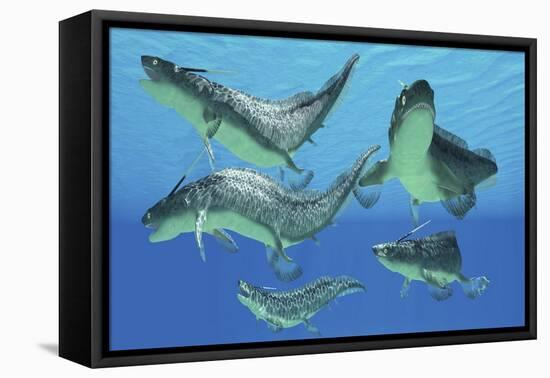 A Group of Xenacanthus Prehistoric Sharks-null-Framed Stretched Canvas