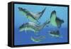 A Group of Xenacanthus Prehistoric Sharks-null-Framed Stretched Canvas