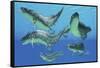 A Group of Xenacanthus Prehistoric Sharks-null-Framed Stretched Canvas