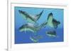 A Group of Xenacanthus Prehistoric Sharks-null-Framed Art Print