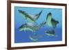 A Group of Xenacanthus Prehistoric Sharks-null-Framed Art Print