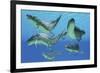 A Group of Xenacanthus Prehistoric Sharks-null-Framed Art Print