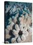 A Grouping of Leather Corals on the Reefs of Palau-Eric Peter Black-Stretched Canvas
