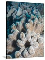 A Grouping of Leather Corals on the Reefs of Palau-Eric Peter Black-Stretched Canvas