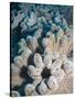 A Grouping of Leather Corals on the Reefs of Palau-Eric Peter Black-Stretched Canvas