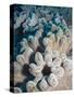 A Grouping of Leather Corals on the Reefs of Palau-Eric Peter Black-Stretched Canvas