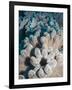 A Grouping of Leather Corals on the Reefs of Palau-Eric Peter Black-Framed Photographic Print