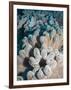 A Grouping of Leather Corals on the Reefs of Palau-Eric Peter Black-Framed Photographic Print