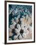 A Grouping of Leather Corals on the Reefs of Palau-Eric Peter Black-Framed Photographic Print