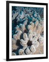 A Grouping of Leather Corals on the Reefs of Palau-Eric Peter Black-Framed Photographic Print