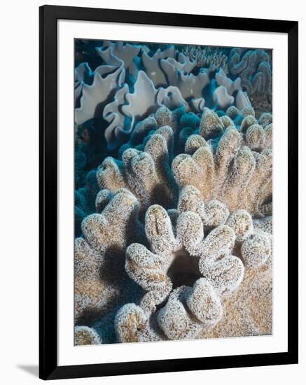 A Grouping of Leather Corals on the Reefs of Palau-Eric Peter Black-Framed Photographic Print