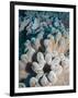 A Grouping of Leather Corals on the Reefs of Palau-Eric Peter Black-Framed Photographic Print