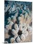 A Grouping of Leather Corals on the Reefs of Palau-Eric Peter Black-Mounted Photographic Print