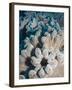 A Grouping of Leather Corals on the Reefs of Palau-Eric Peter Black-Framed Photographic Print