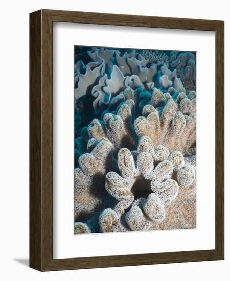 A Grouping of Leather Corals on the Reefs of Palau-Eric Peter Black-Framed Photographic Print